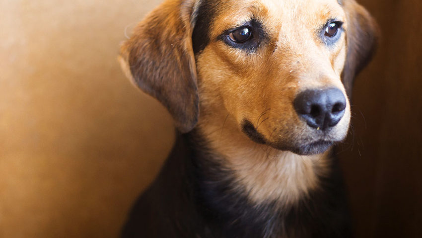 Why Corgis are the Best Dog Breed in the Entire World